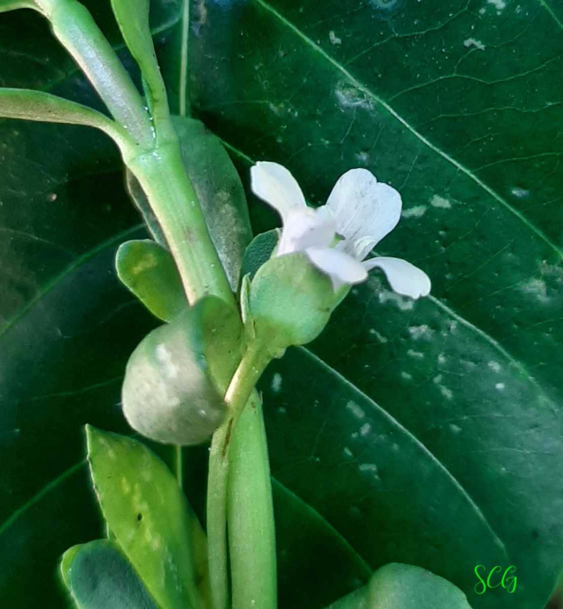 Bacopa monnieri (L.) Wettst.